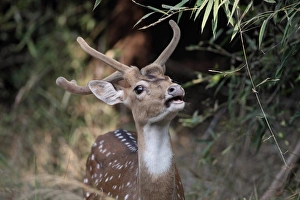 Spotted Deer (Axis axis) adult male, with antlers in velvet, close-up of head, feeding on leaves, Bandhavgarh N. P. Madhya Pradesh, India, november