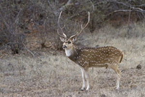 Rajasthan Prints: Spotted Deer (Axis axis) adult male, standing, Ranthambore N. P. Rajasthan, India, March