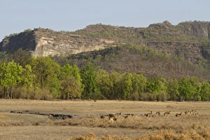 Spotted Prints: Spotted Deer (Axis axis) herd, standing in habitat