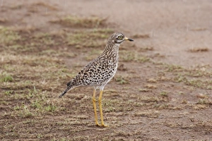 Kenyan Prints: Spotted Dikkop (Burhinus capensis) adult