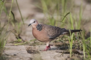 Pigeon Prints: Spotted Dove (Spilopelia chinensis) adult, walking on ground, Hong Kong, China, September