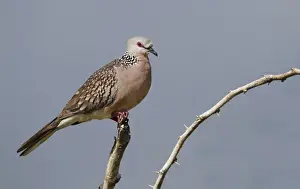 Pigeon Prints: Spotted Dove (Spilopelia chinensis ceylonensis) adult