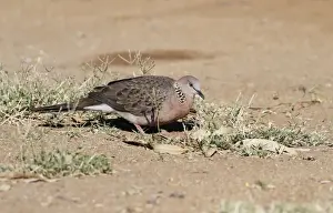 Pigeon Prints: Spotted Dove (Spilopelia chinensis) introduced species