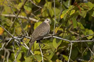 Pigeon Prints: Spotted Dove (Spilopelia chinensis suratensis) adult, perched on twig, India, February