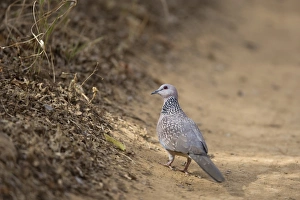 Spotted Dove (Streptopelia chinensis) adult, standing on track, Ranthambore N. P. Rajasthan, India, March