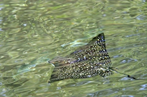 Myliobatidae Prints: Spotted Eagle Ray (Aetobatus narinari) adult