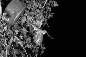 Eric Prints: Spotted Flycatcher - Eyke Suffolk 1948