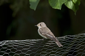 Wire Prints: Spotted Flycatcher on garden wire fence