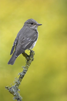 Spotted Flycatcher (Muscicapa striata) adult, perched on lichen covered twig in garden, Chirnside, Berwickshire
