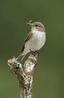 Fly Catcher Prints: Spotted Flycatcher (Muscicapa striata) adult
