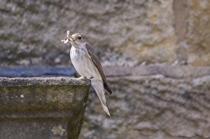 Spotted Flycatcher (Muscicapa striata) adult, with insects in beak, perched on building in farmyard, Whitewell
