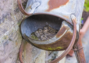 Site Prints: Spotted Flycatcher (Muscicapa striata) chicks