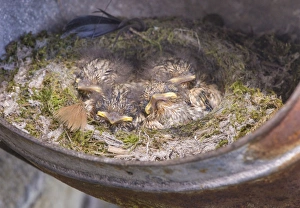 Spotted Flycatcher (Muscicapa striata) chicks, sitting at nest in old metal watering can, Whitewell, Lancashire