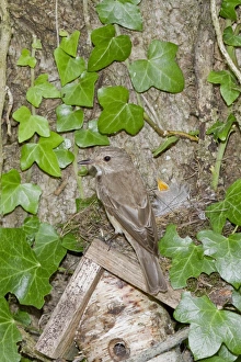 Fly Catcher Prints: Spotted Flycatcher nesting on solitary bee hive