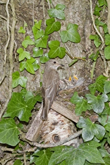 Spotted Flycatcher nesting on solitary bee hive