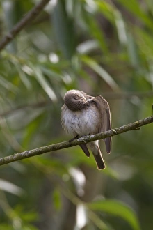 Spotted Prints: Spotted flycatcher preening