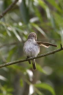 Spotted flycatcher preening