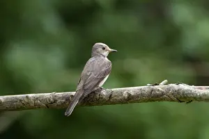 Fly Catcher Prints: Spotted flycatcher, A summer breeding visitor to Britain