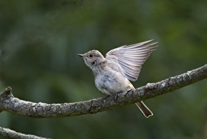 Spotted Prints: Spotted flycatcher wing spread