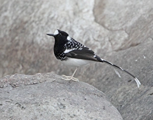 Himalayan Prints: Spotted Forktail (Enicurus maculatus) adult