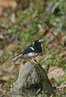 Arunachal Pradesh Prints: Spotted Forktail (Enicurus maculatus guttatus) adult