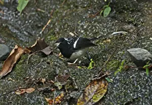 Spotted Forktail (Enicurus maculatus guttatus) adult, foraging on mossy rock, Arunachal Pradesh, India, february