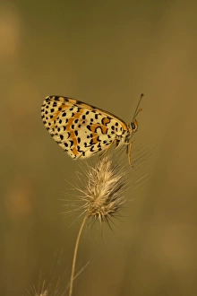 Spotted Fritillary (Melitaea didyma) adult, resting on seedhead, Melnik, Pirin Mountains, Blagoevgrad Province