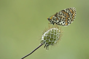 Spotted Fritillary (Melitaea didyma) adult, resting on seedhead, Melnik, Pirin Mountains, Blagoevgrad Province