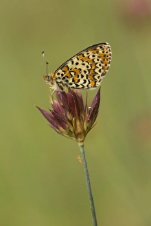 Spotted Fritillary (Melitaea didyma) adult, resting on flowerhead, Melnik, Pirin Mountains, Blagoevgrad Province