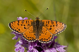 Orchids Prints: Spotted Fritillary (Melitaea didyma) adult