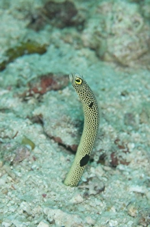 Sipadan Prints: Spotted Garden Eel (Heteroconger hassi) adult
