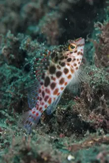 Spotted Hawkfish (Cirrhitichthys oxycephalus) adult, Uhak River, Wetar Island, Barat Daya Islands