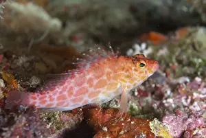 Maluku Prints: Spotted Hawkfish (Cirrhitichthys oxycephalus) adult