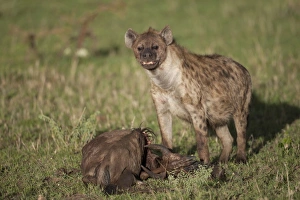 Spotted Hyena (Crocuta crocuta) adult, feeding scavenging at Blue Wildebeest (Connochaetus taurinus) carcass, Serengeti N. P. Tanzania, november