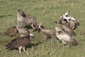 Serengeti Prints: Spotted Hyena (Crocuta crocuta) adult