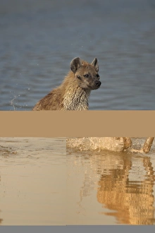 Spotted Hyena (Crocuta crocuta) adult, running through water, Lake Nakuru, Great Rift Valley, Kenya