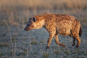 Spotted Hyena (Crocuta crocuta) adult, walking in dawn sunlight, Masai Mara, Kenya, August