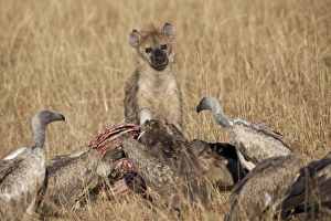 Spotted Hyena (Crocuta crocuta) adult, with White-backed Vulture (Gyps africanus) flock