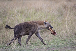 Spotted Hyena (Crocuta crocuta) adult, with skull of prey in mouth, walking in savannah, Masai Mara National Reserve