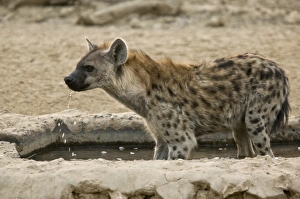 Spotted Hyena (Crocuta crocuta) adult, drinking at artificial waterhole, Kalahari Desert, Kalahari Gemsbok N. P
