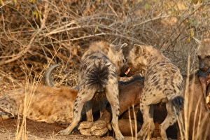 Aggression Prints: Spotted Hyena (Crocuta crocuta) adults