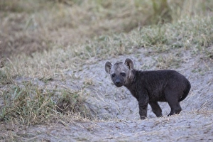 Pups Prints: Spotted Hyena (Crocuta crocuta) young pup