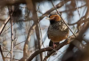 Foothill Prints: Spotted Laughingthrush (Ianthocincla ocellata ocellata) adult