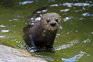 South Africa Prints: Spotted-necked Otter (Hydrictis maculicollis) adult