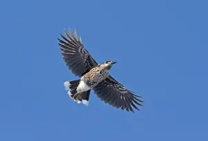 Spotted Nutcracker (Nucifraga caryocatactes) adult, in flight, Finland, february