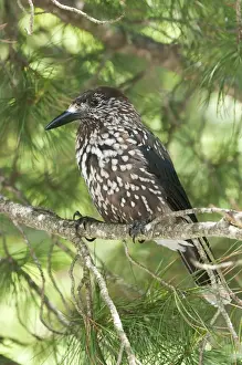 Spotted Nutcracker (Nucifraga caryocatactes) adult, perched in spruce tree, Tatra Mountains, Western Carpathians