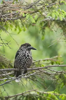 Spotted Nutcracker (Nucifraga caryocatactes) adult, perched in spruce tree, Tatra Mountains, Western Carpathians