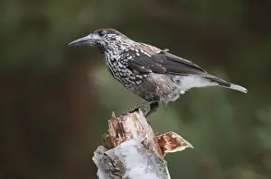 Spotted Nutcracker (Nucifraga caryocatactes caryocatactes) adult, perched on birch stump, Bialowieza N. P