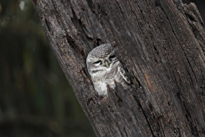 Madhya Pradesh Prints: Spotted Owlet (Athene brama) adult