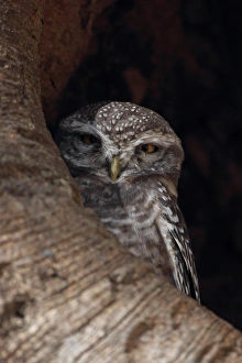 Spotted Owlet (Athene brama) adult, roosting in tree hole, Kanha N. P. Madhya Pradesh, India, november
